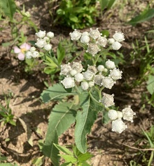 Parthenium hispidum