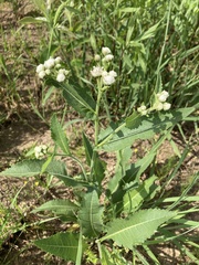 Parthenium hispidum