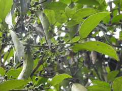 Psydrax umbellata