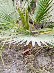 Washingtonia robusta