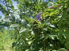 Zanthoxylum simulans