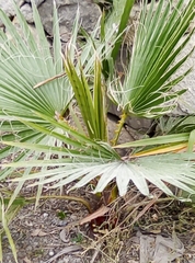 Washingtonia robusta