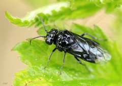 Eriocampa dorpatica