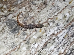 Phyllodactylus galapagensis