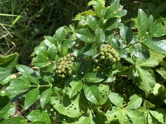 Zanthoxylum simulans