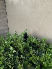 Corvus brachyrhynchos