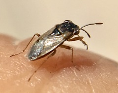 Geocoris pallens