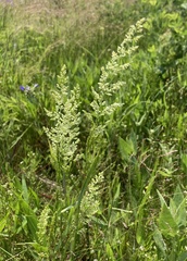 Sphenopholis intermedia