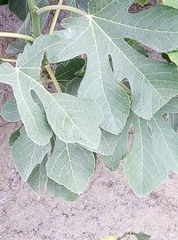 Ficus carica