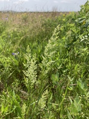 Sphenopholis intermedia