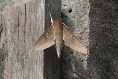 Theretra boisduvalii