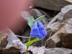 Mertensia longiflora
