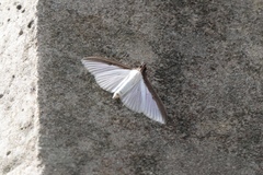 Cydalima