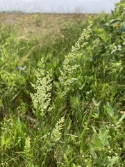 Sphenopholis intermedia