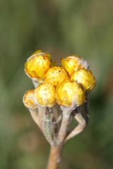 Helichrysum auriceps