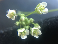 Capsella bursa-pastoris