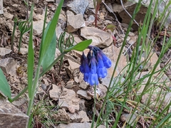 Mertensia longiflora