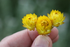 Helichrysum auriceps