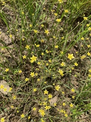 Ranunculus laxicaulis