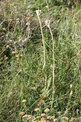 Helichrysum auriceps