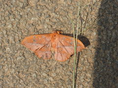 Cricula trifenestrata