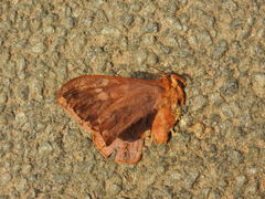 Cricula trifenestrata