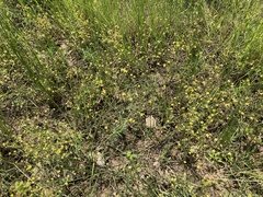 Ranunculus laxicaulis