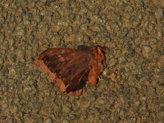 Cricula trifenestrata