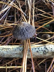 Pseudohydropus parafunebris