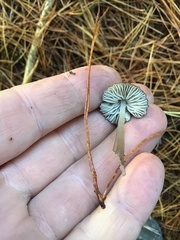 Pseudohydropus parafunebris