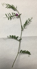 Vicia sativa
