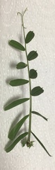 Vicia sativa