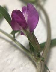 Vicia sativa