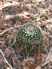 Mammillaria beiselii