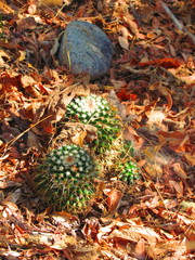 Mammillaria beiselii