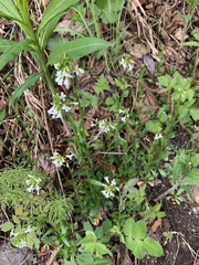 Arabis eschscholtziana