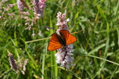 Lycaena dispar