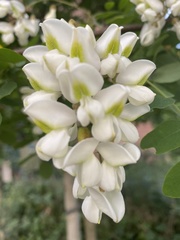 Robinia pseudoacacia