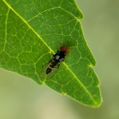 Bertamyia notata