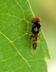 Bertamyia notata