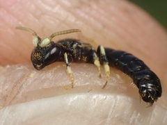 Hylaeus cornutus
