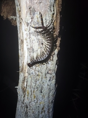 Scolopendra galapagoensis
