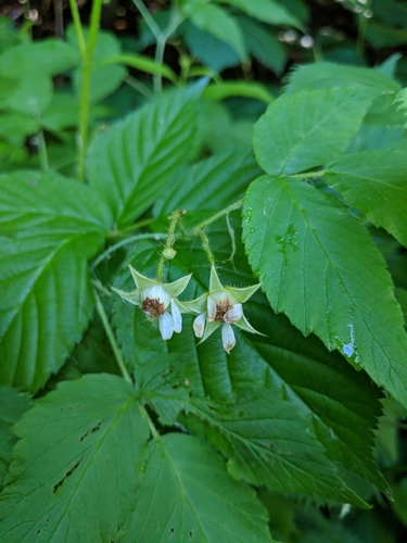 Rubus idaeus
