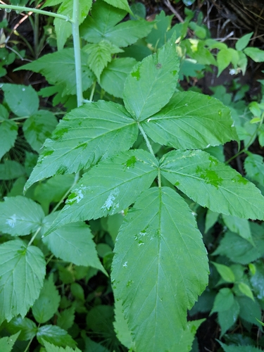 Rubus idaeus