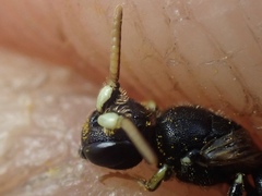 Hylaeus cornutus