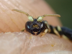 Hylaeus cornutus
