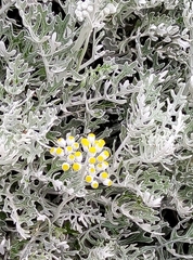 Asteraceae