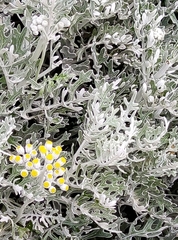 Asteraceae