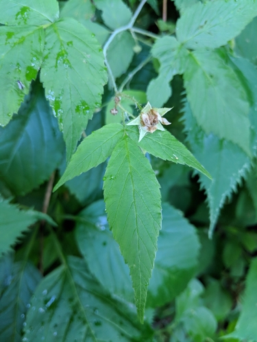 Rubus idaeus