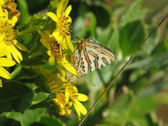 Cigaritis natalensis